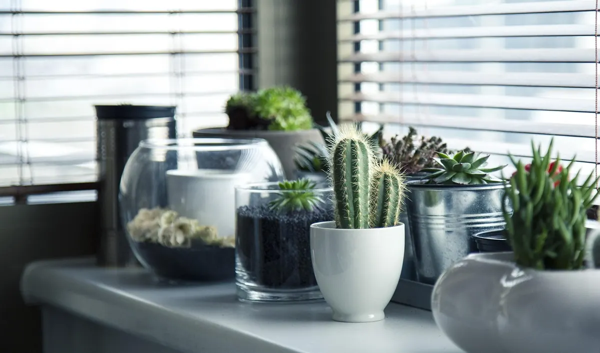 How to Winterise Your Houseplants Before the First Frost