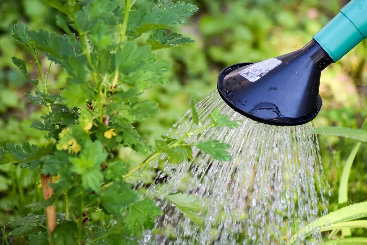 The UK Houseplant Watering Calendar: What to Do Month by Month