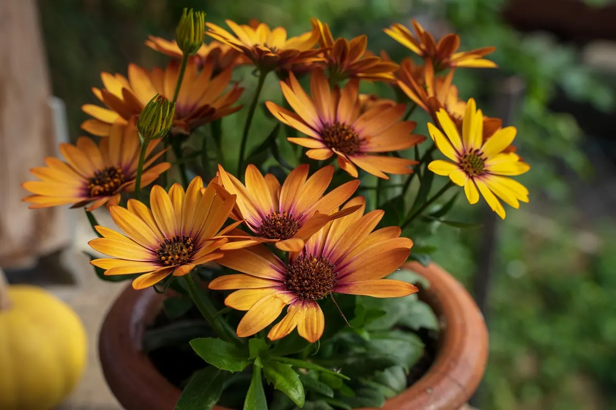 Yellow Leaves Explained: Overwatering, Underwatering or Something Else?